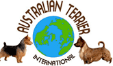 Australian Terrier international