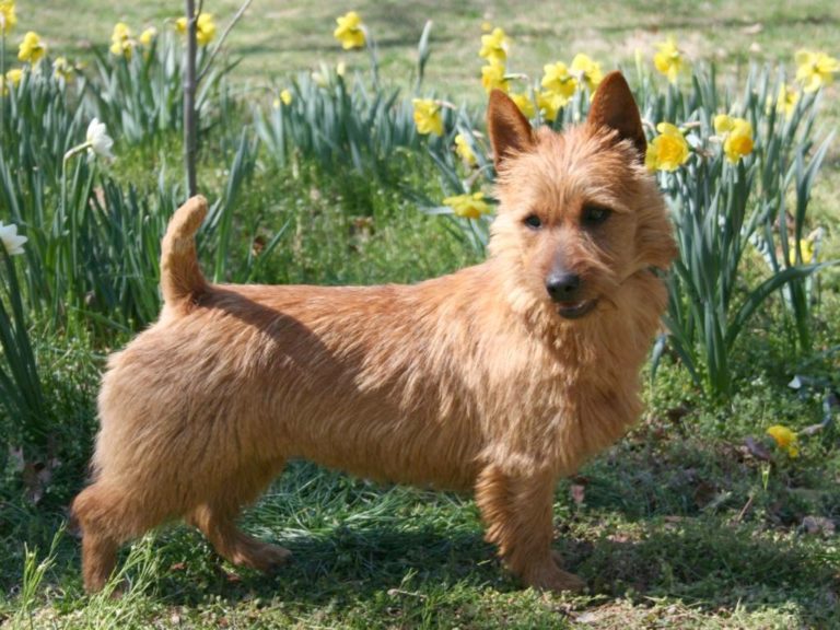 Vibeke Rørdam Christensen Of Kennel Tippe - Australian Terrier ...